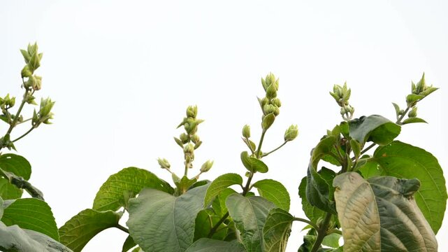 Clerodendrum trichotomum plant buds. Its other names &nbsp;harlequin glorybower, glorytree and&nbsp;peanut butter tree. This is a&nbsp;species&nbsp;of&nbsp;flowering plant&nbsp;in the&nbsp;family&nbsp;Lamiaceae. Wildflower.