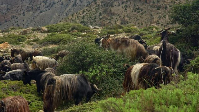 Mountain Goats Grazing And Exploring Nepal's Remote Wilderness