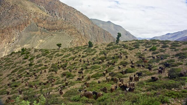 Nepalese Goats Grazing And Roaming Shrubby Slopes
