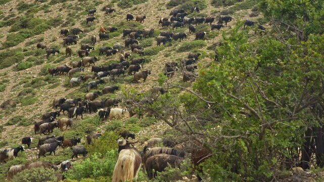 Mountain Herd Of Goats Traversing Nepal's Wild Terrain
