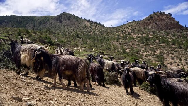 Mountain Goats Gathered On The Bushy Parts Of The Mountain
