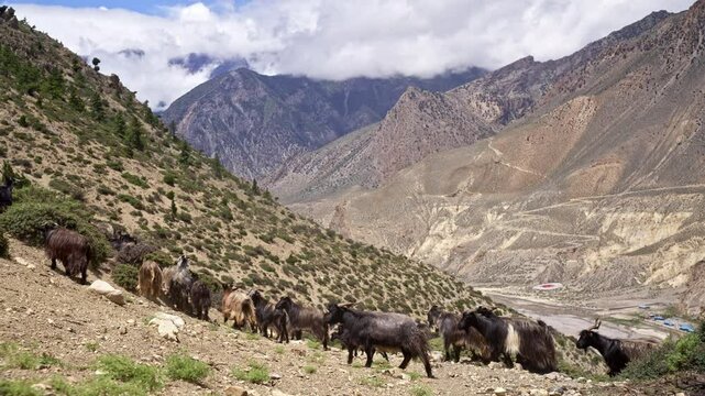 Herd Of Goats Traversing A Sloping Mountainside With Himalayan Backdrop