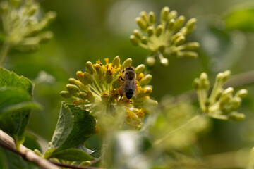 Beautiful bee in a yellow flower