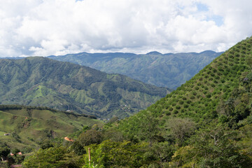 Fototapeta premium Lanscape of a lemon crop