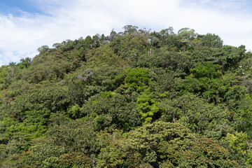 Landscape with trees and mountains