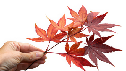 A hand holding vibrant red and orange maple leaves, symbolizing the beauty of autumn.