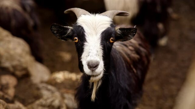 Close-Up Of A Young Mountain Goat With Its Short Horns