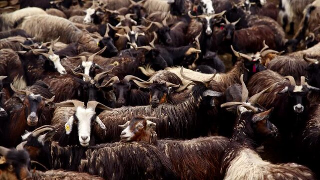 Tribe Of Goats Clustered Together In The Wilderness