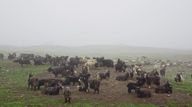Goat Tribe Grazing And Resting In A Peaceful Foggy Environment