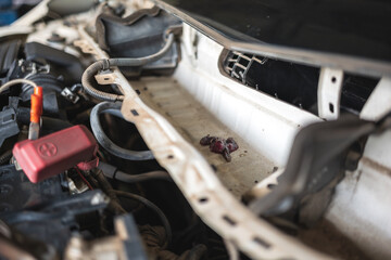 Decayed rat found in car air conditioner vent during maintenance.