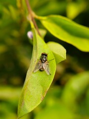 Fly On Leaf
