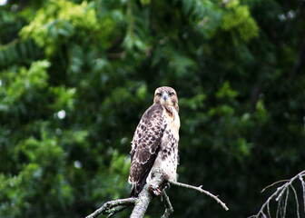 Hawk