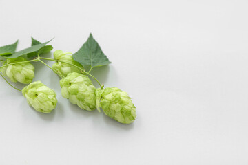 Fresh green hops and leaves on white background
