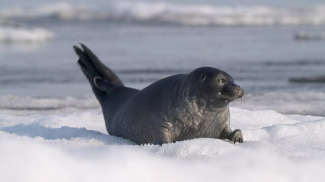 Alone serene seal moving on floating ice floe in the water, looking around