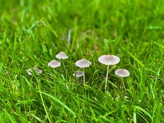 Mushrooms In Grass