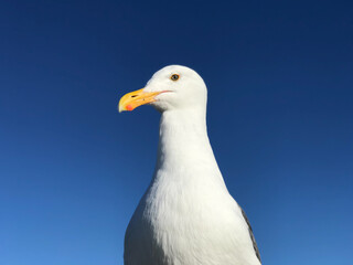 Close up of Seagull
