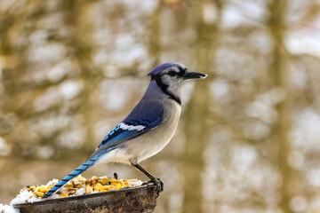 blue jay on a branch