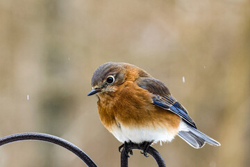 bird