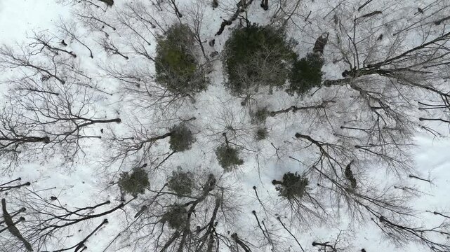 Looking down aerial view of white snow covered forest floor and bare trees, lifting up from the ground. Winter in Muskoka, Ontario, Canada.