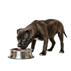 Obraz premium 4k backgroundless cutout of a pitbull dog drinking water