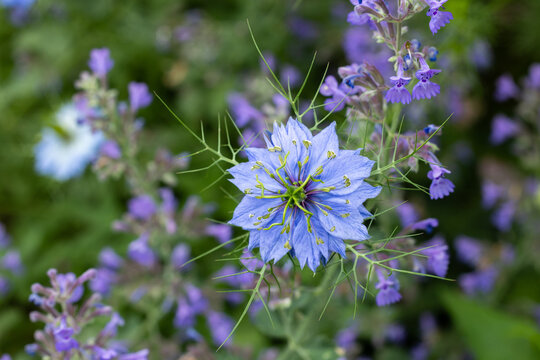 Beautiful nigella and catmint flowers blooming in the garden.