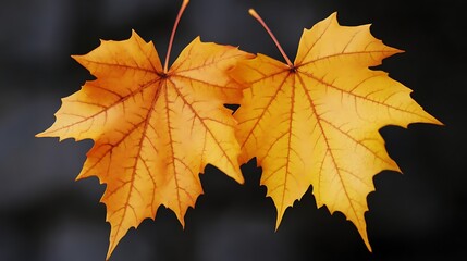Obraz premium Two Golden Maple Leaves Against Dark Background