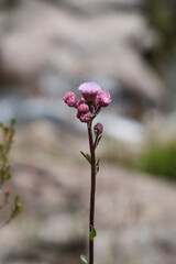 Wild flower in a mountainous landscape