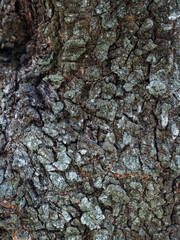 Ancient Olive Tree Bark Texture Close-Up