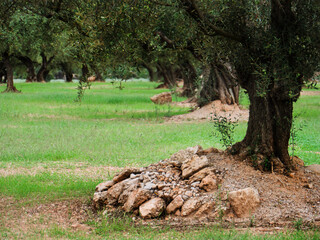 Olive Trees in a Lush Green Organic Orchard