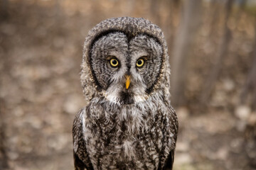 Great grey owl close-up portrait