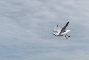 Black Headed Gull in winter plumage catching food in mid air