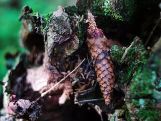 Mature Pine Cone on Decaying Tree Bark in Forest