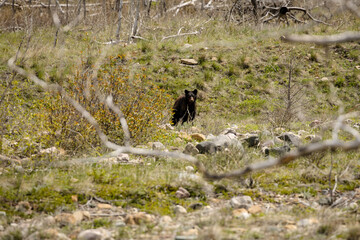 Solo black bear walking through a field