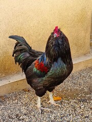Cock