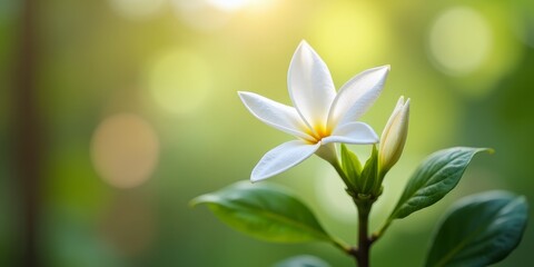 A delicate, fragrant flower with five petals and a yellow center