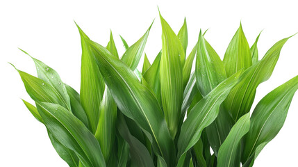 Obraz premium green grass isolated on white background