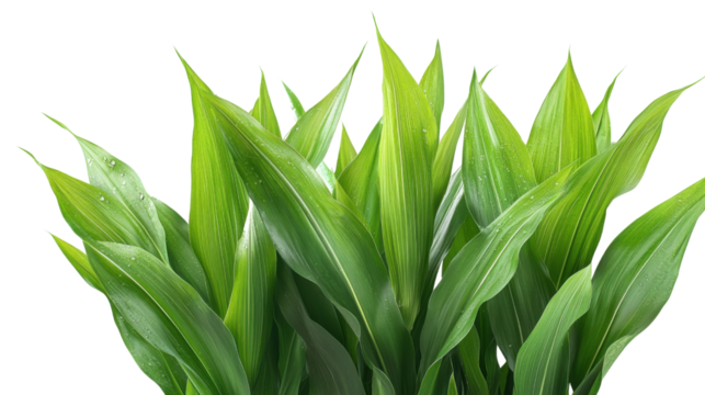 green grass isolated on white background