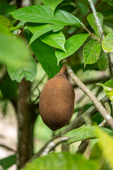 Cupuaçu Fruit on Tree Branch in the Amazon Rainforest
