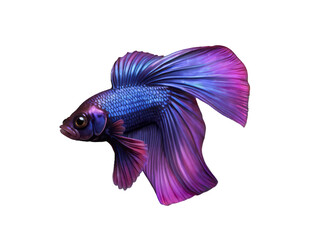 Fototapeta premium A Vibrant Purple and Blue Siamese Fighting Fish with Flowing Fins