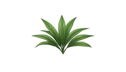 Fototapeta premium Lush green plant with vibrant leaves, set against a clean white background, ideal for design use