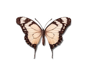 Obraz premium Close-up of a Brown and White Butterfly with Black Spots
