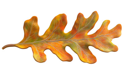 Fototapeta premium Autumn Oak Leaf, vibrant colors, isolated, design element