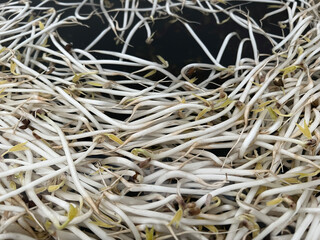 close up of a young bean sprouts