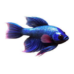 Fototapeta premium Blue and Purple Betta Fish with Flowing Fins