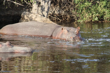Hippo