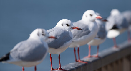 並んでいる可愛いユリカモメ