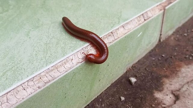 Millipedes are an order of invertebrates belonging to the phylum Arthropoda, class Myriapoda. Walking on the floor in a house