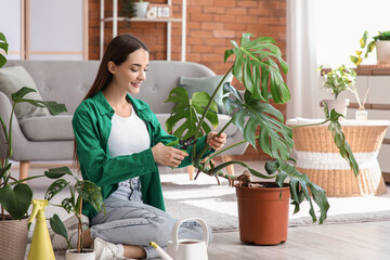 Young woman pruning Monstera houseplant at home