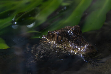 Crocodile resting among lush green foliage in a tranquil water habitat during dusk