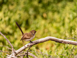 Alert Superb Fairy Wren Poised To Take Off